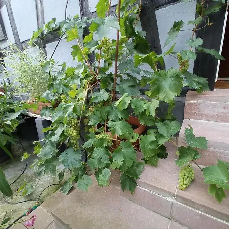 La Cigogne Doree De Charme 4 Etoiles Apartment