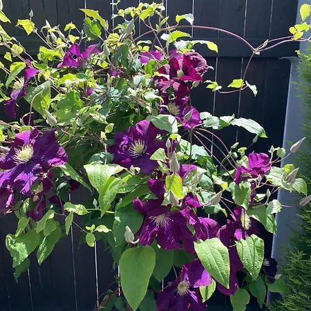 La Cigogne Doree De Charme 4 Etoiles Apartment Schiltigheim